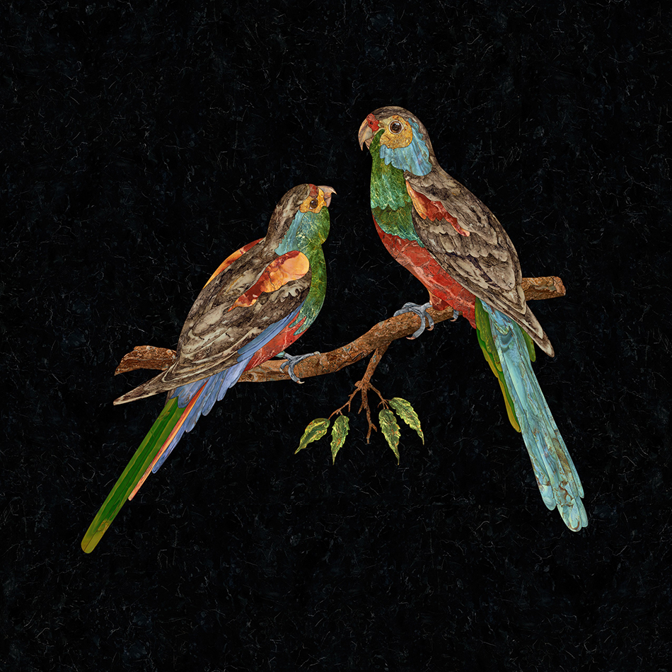 "Paradise-Parrot" by Gary Carsley