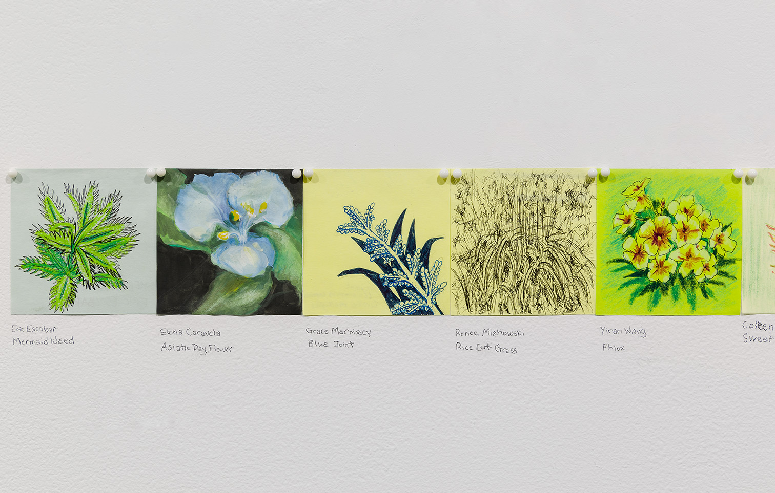 Examples of botanical drawings from Plant Line