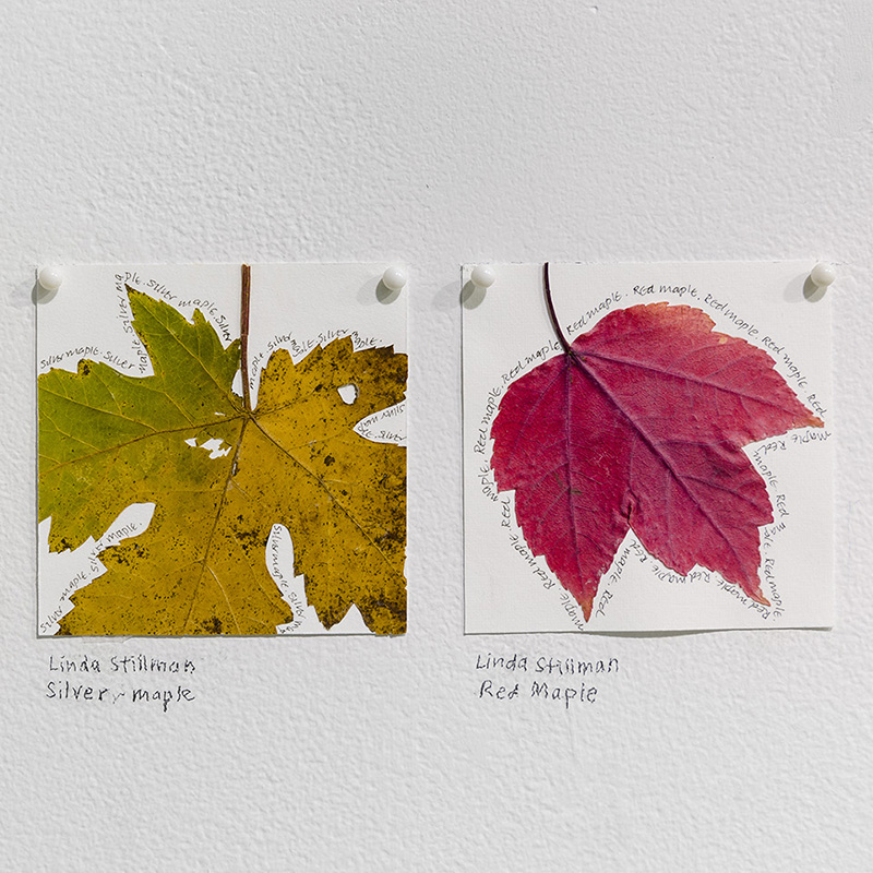 Images from Plant Line: A Visual List of Plants in the Great Swamp