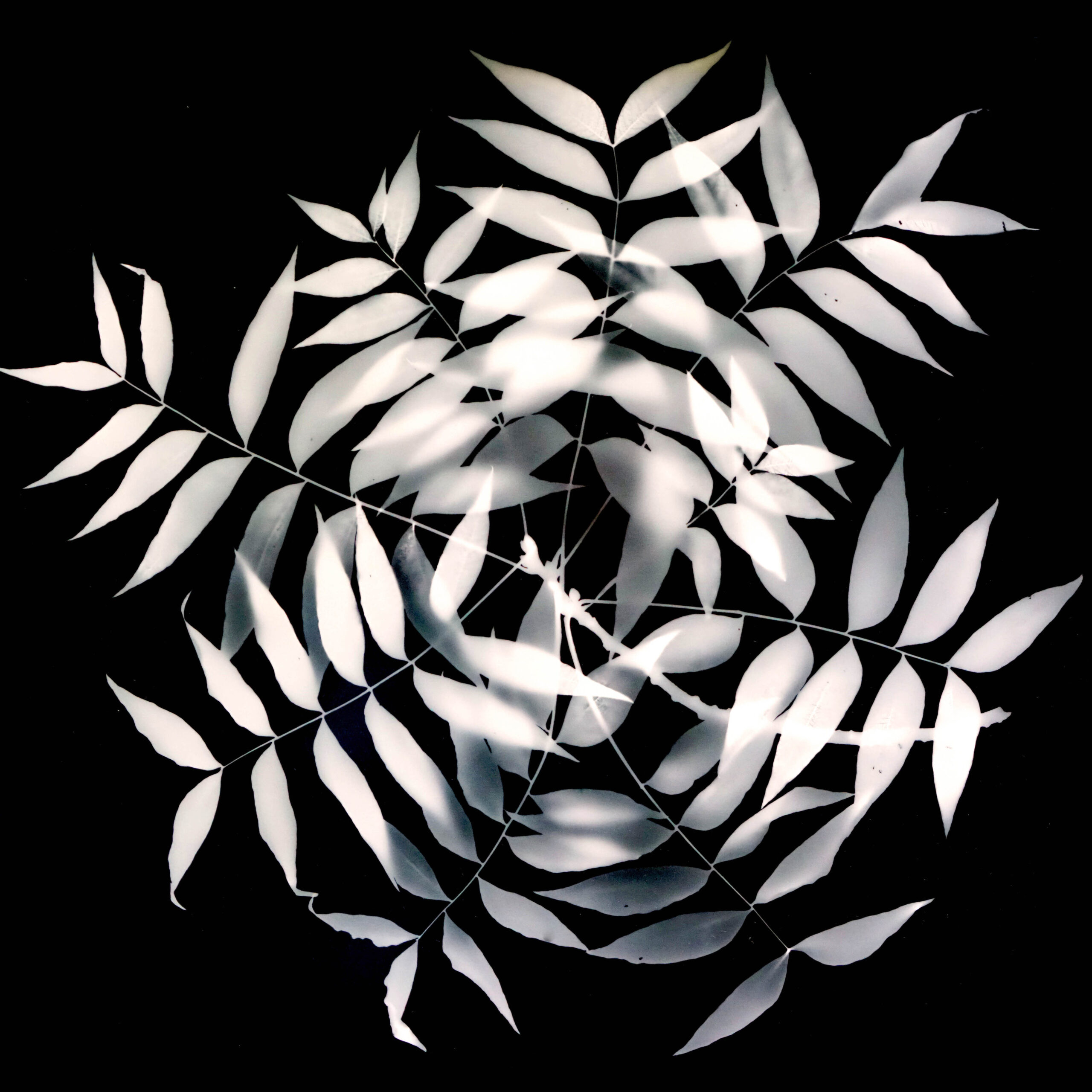Top view of a plant with white leaves on a black background.