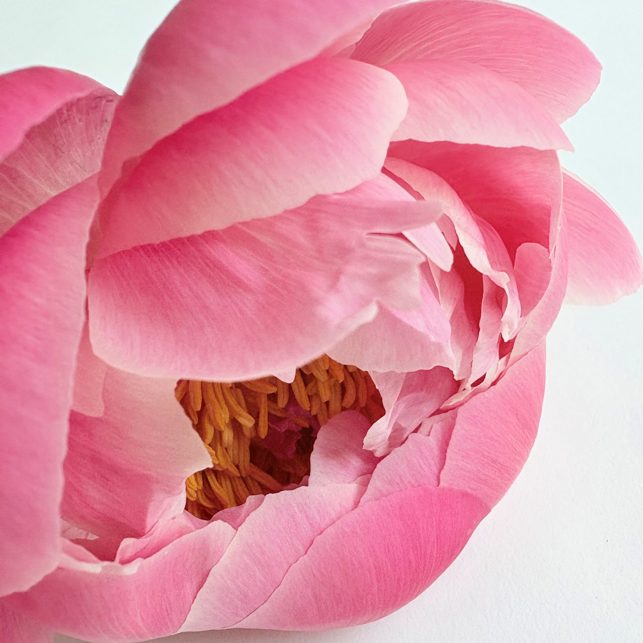 Close-up of a partially opened pink peony flower with delicate, layered petals and bright yellow-orange stamens visible in the center. The background is a clean white surface, emphasizing the flower's vibrant colors and soft textures.
